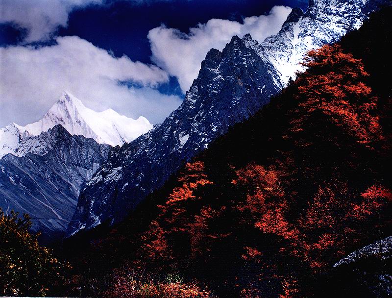 雪山红叶 摄影 刘芳居