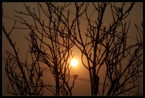 夕阳中的灌木 摄影 一米清风