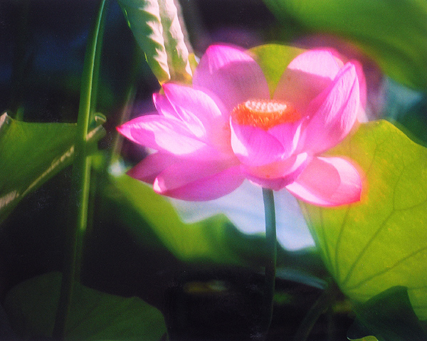 芙蓉 摄影 雨清