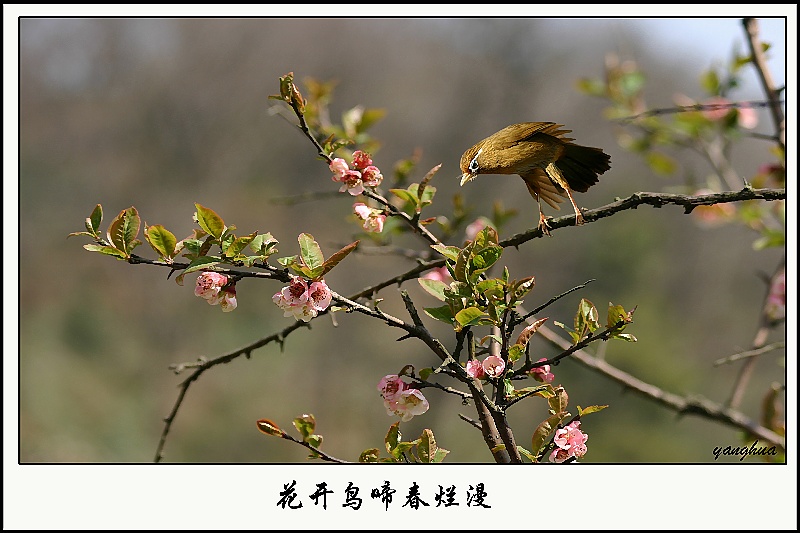 花开鸟啼春烂漫 摄影 荷塘清风