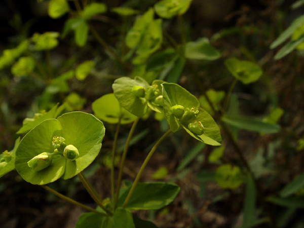 花？草？ 摄影 行者001