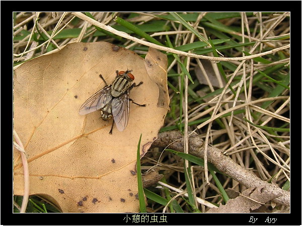 小憩的虫虫 摄影 nn_ayy