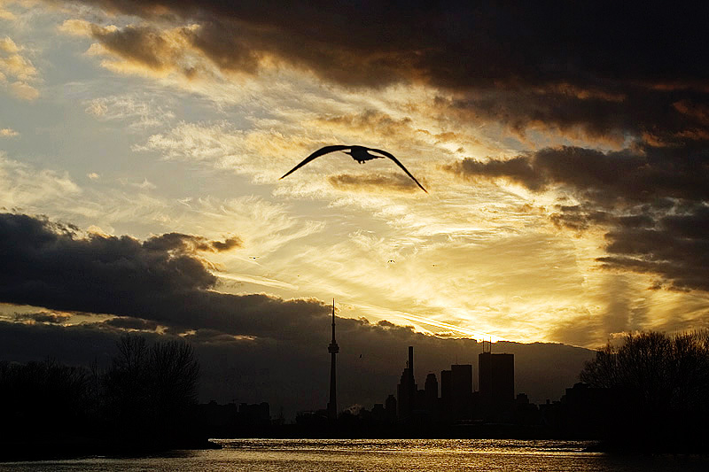 Toronto. Sunset 摄影 Maple Leaf