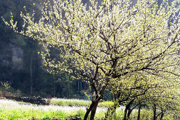 春来了...... 摄影 清风山野