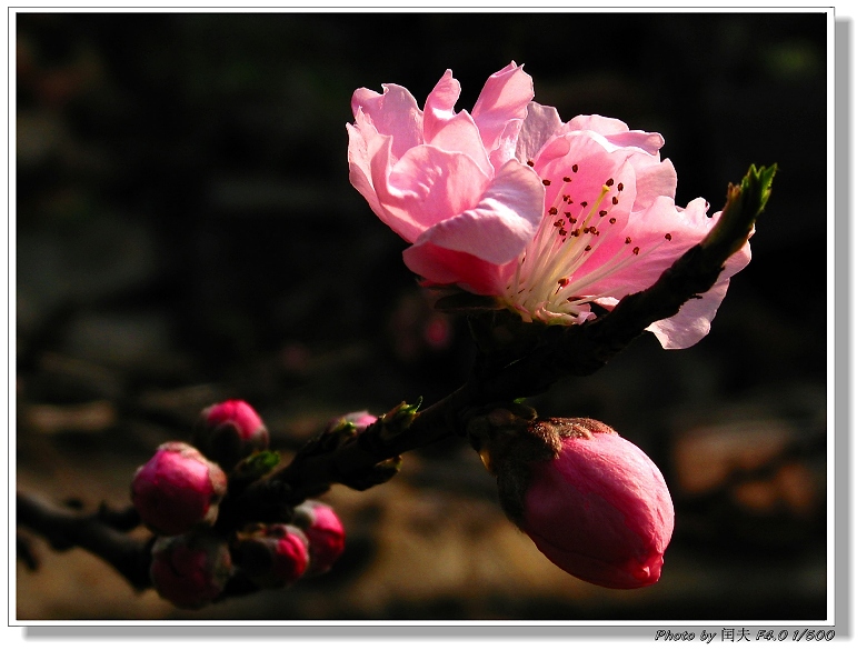 红入桃花媚小春 摄影 村夫