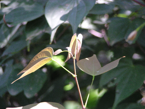 豆蔻年华 摄影 tianchang