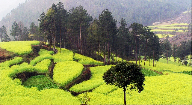 春光明媚 摄影 清风山野