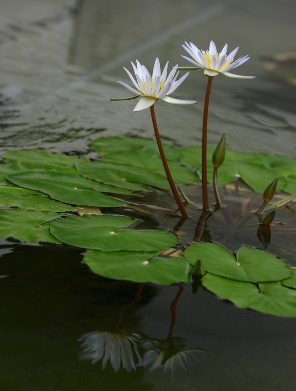 water lily 摄影 jesse.zhang