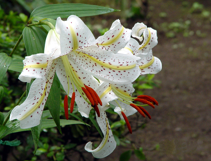 百合花 摄影 红柳