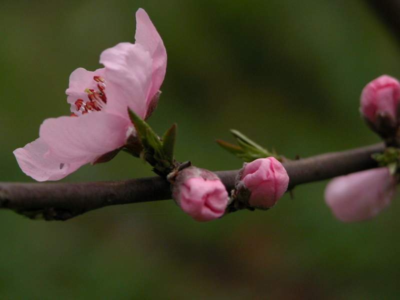 桃花 摄影 竹林听琴