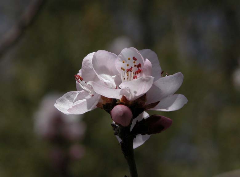 桃花 摄影 bmqqlyw