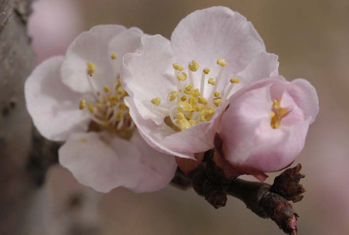 桃化 摄影 老花农