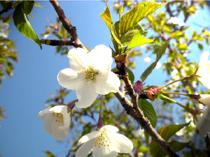 樱花 摄影 tianchang