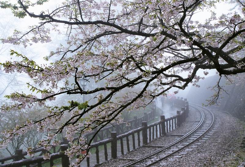 阿里山的櫻花 摄影 cocoguo