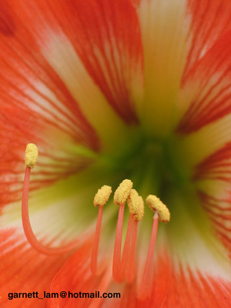 "火"花 摄影 腊肠仔