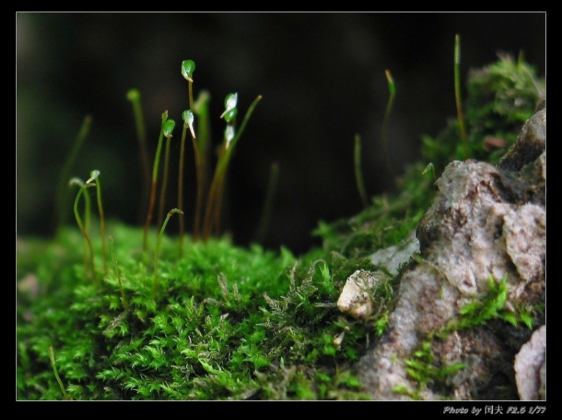 苔藓 摄影 村夫