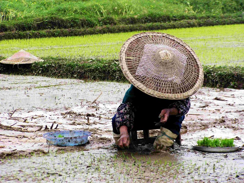 农活 摄影 清风山野