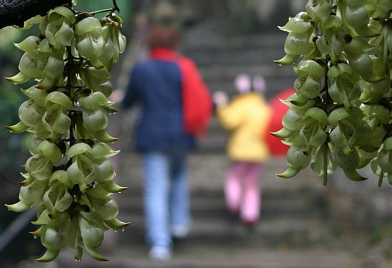 雀花迎客 摄影 江行