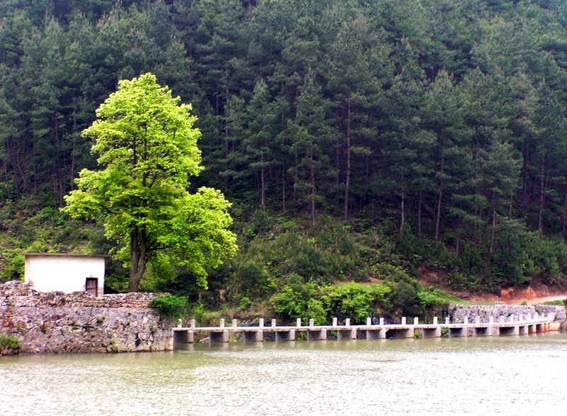 木秀之于林 摄影 清风山野