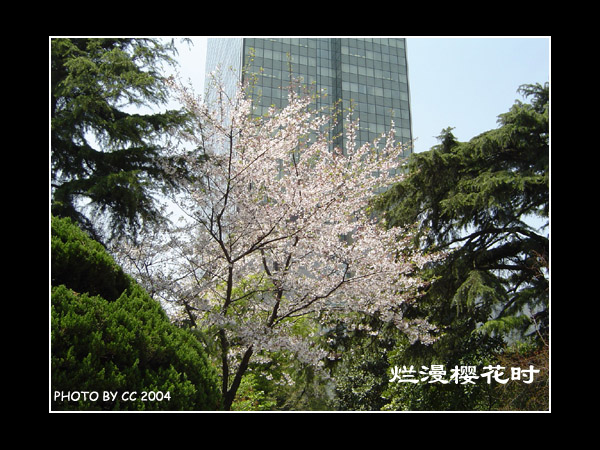 樱花烂漫 摄影 水汀雨