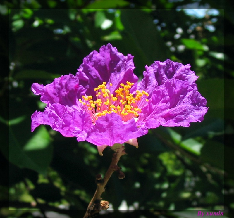 阳光花朵 摄影 xumin