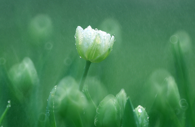 雨中的郁金香 摄影 wzy