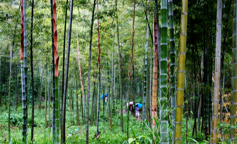 踏青 摄影 山凤