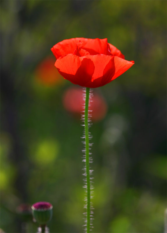 花 摄影 大师姐