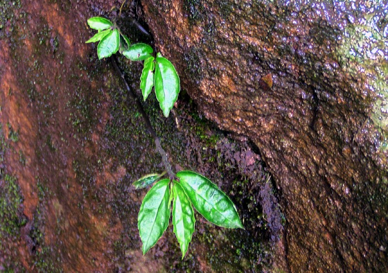 矿岩上的绿意 摄影 清风山野