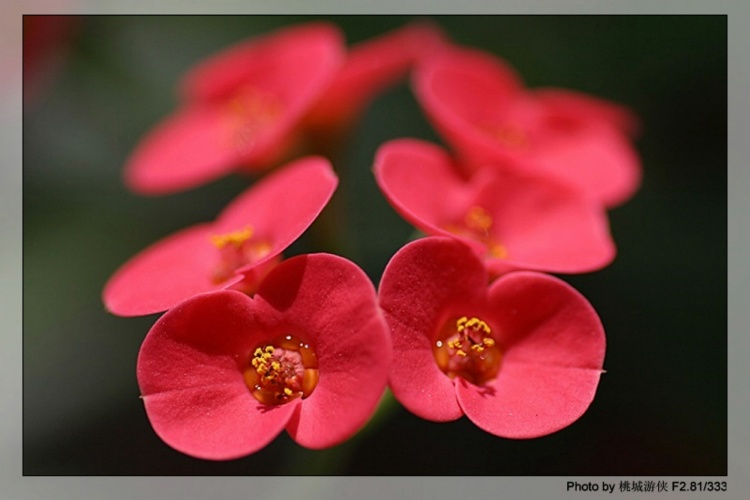 刺梅花 摄影 桃城游侠