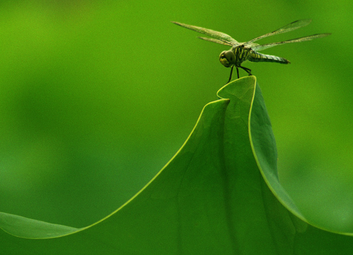 小憩 摄影 老花农