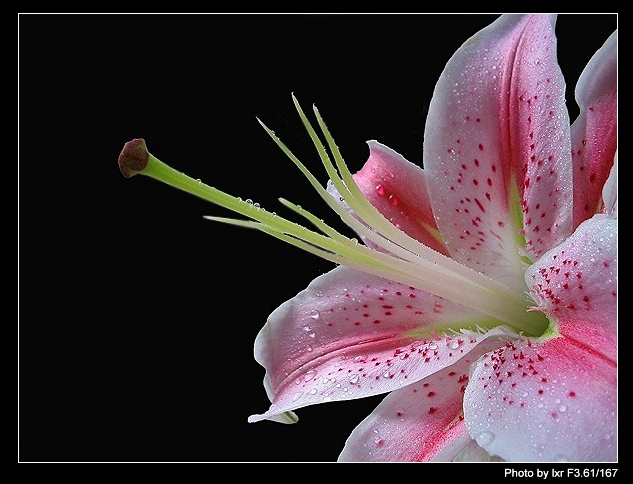 花芯 摄影 晨雨