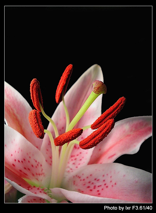 花芯 摄影 晨雨