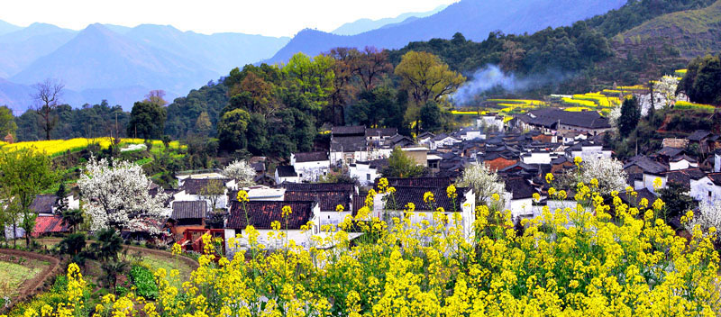 《油菜山村》 摄影 柳州石