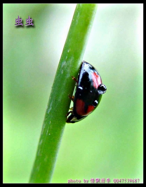 它！背着雨珠。 摄影 情飘雨季