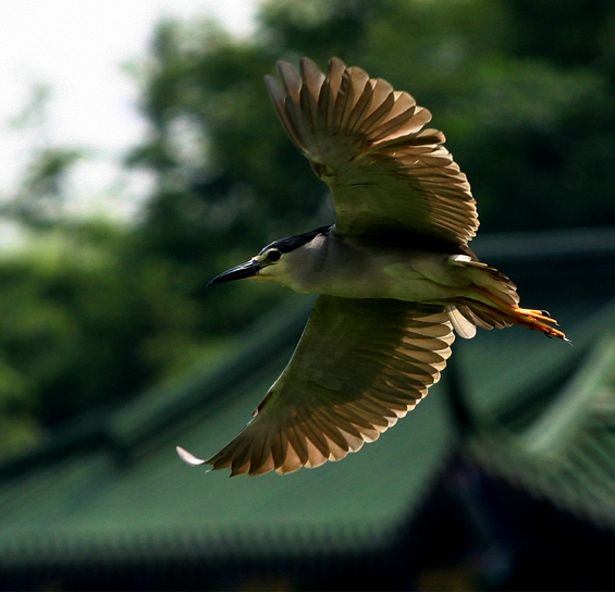 飞舞的夜鹭 摄影 pigeon