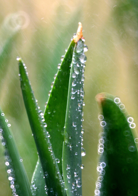 雨露滋润 摄影 wzy