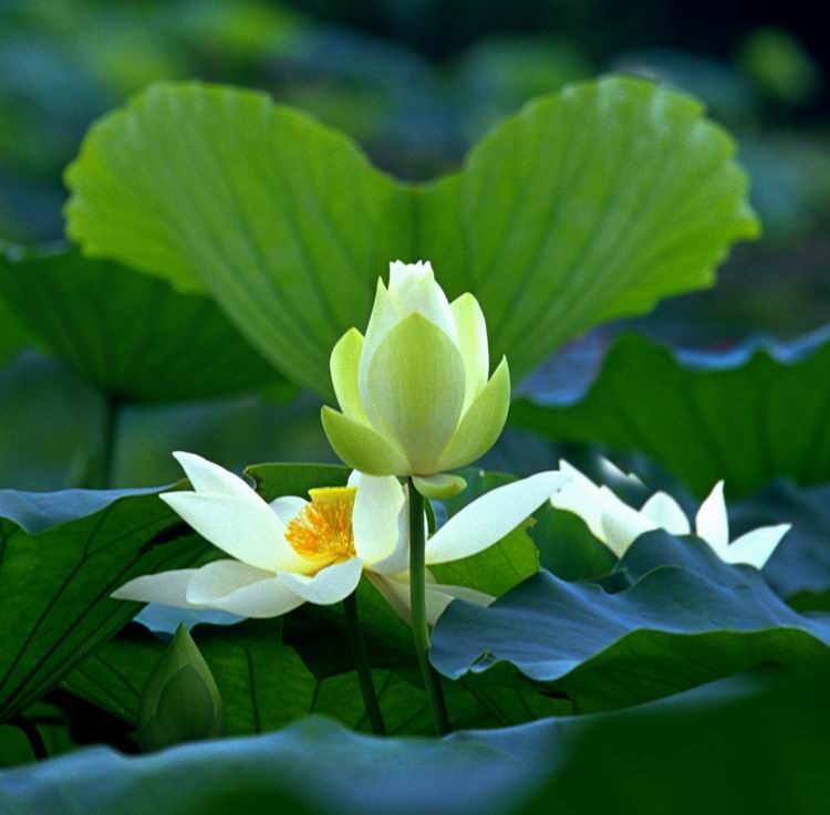 《天使》 摄影 鸿福阁