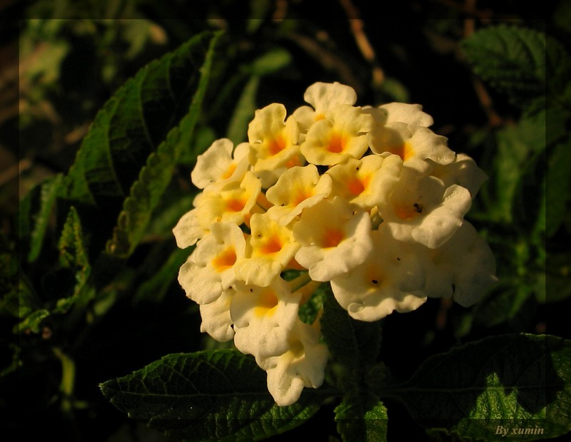 小花 摄影 xumin