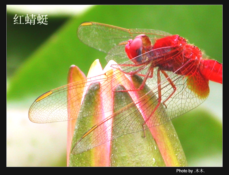 红蜻蜓 摄影 .木木.