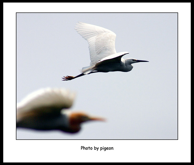 飞 摄影 pigeon