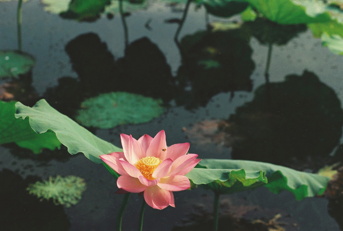 凌波仙子 摄影 秋日思雨