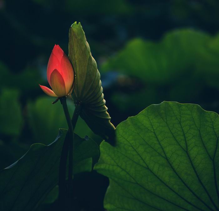 《羞荷》 摄影 鸿福阁