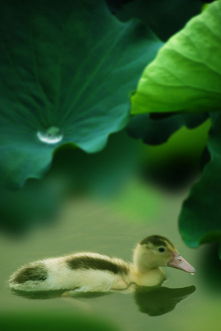 雨后荷塘 摄影 郁郁眼