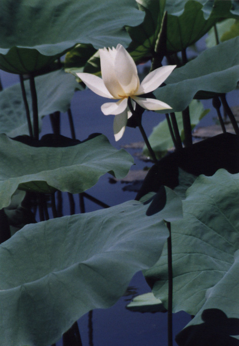 Lotus 摄影 凤舞神州