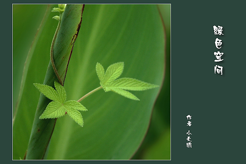 绿色空间 摄影 小天鹅