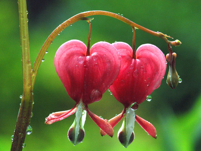 雨后 摄影 老花农