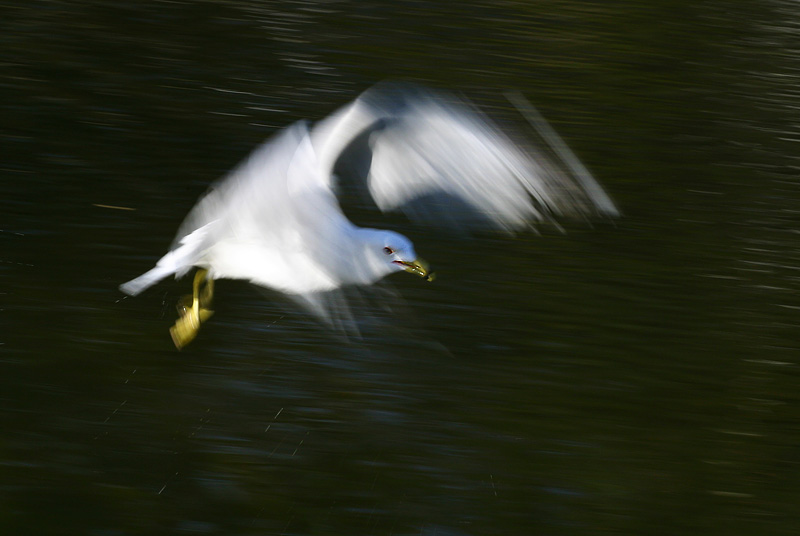 flying seagull 摄影 Maple Leaf