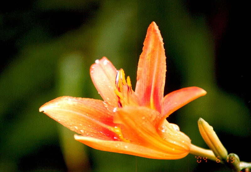 雨后黄花新又开 摄影 zhouhg