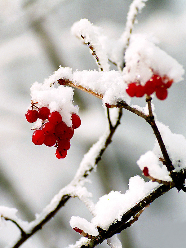 《雪里红》 摄影 文哥